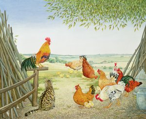 Slepice a kočička od Ditz