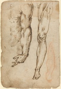 Anatomické studie od Domenico Beccafumi