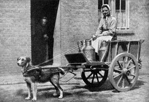 Belgická dojička na ranním kole, Belgie, 1922. od Donald McLeish