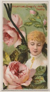American Beauty Rose: Timidity, ze série Květinové krásy a jazyk květin N..., 1892.
