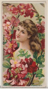 Azalea: Přitažlivost, ze série Květinové krásy a řeč květin N75 pro Duke..., 1892. od Donaldson Brothers