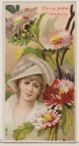 China Aster: Všestrannost, ze série Květinové krásy a řeč květin N75 fo..., 1892.