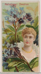 Heliotrop: Devotion, ze série Květinové krásy a řeč květin N75 pro Du..., 1892.