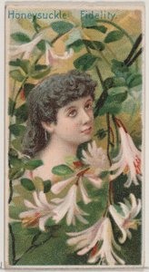 Zimolez: Věrnost, ze série Květinové krásy a řeč květin N75 pro D..., 1892.