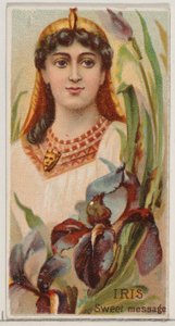 Iris: Sweet Message, ze série Květinové krásy a řeč květin N75 pro Duk..., 1892. od Donaldson Brothers