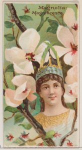 Magnolia: Magnificence, ze série Květinové krásy a řeč květin N75 pro ..., 1892. od Donaldson Brothers