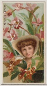 Orchid: Důvěra, ze série Květinové krásy a řeč květin N75 pro Duke bran..., 1892. od Donaldson Brothers