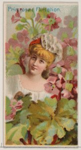Primrose: Flirtování, ze série Květinové krásy a řeč květin N75 pro Du..., 1892. od Donaldson Brothers