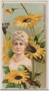 Slunečnice: Povýšenost, ze série Květinové krásy a řeč květin N75 pro ..., 1892.