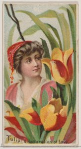 Tulip: A Declaration of Love, ze série Květinové krásy a jazyk květin N75..., 1892.