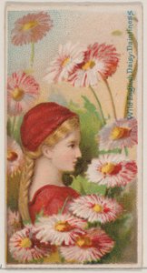 Divoká anglická sedmikráska: Daintiness, ze série Květinové krásy a jazyk květin N..., 1892.