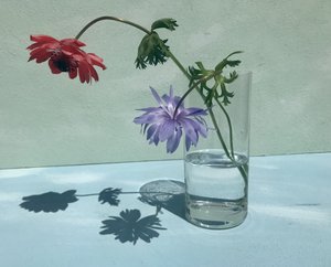 Zářivé stíny květin od Donatella Basso