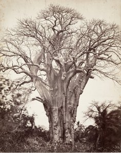 Baobab v Moheli, 1863. od Désiré Charnay
