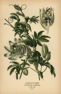 Mučenka modrá, Passiflora caerulea. od Désiré Georges Jean Marie Bois