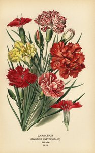 Karafiát, Dianthus caryophyllus. od Désiré Georges Jean Marie Bois