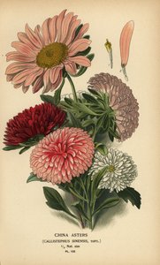 Odrůdy čínských aster, Callistephus x sinensis. od Désiré Georges Jean Marie Bois