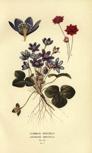 Játra obecná, Anemone hepatica. od Désiré Georges Jean Marie Bois