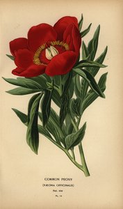 Pivoňka obecná, Paeonia officinalis. od Désiré Georges Jean Marie Bois