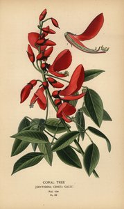 Korálový strom, Erythrina crista-galli. od Désiré Georges Jean Marie Bois