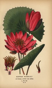 Egyptský leknín, Nymphaea lotus. od Désiré Georges Jean Marie Bois