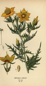 Golden bartonia nebo Lindleyho zářící hvězda, Mentzelia lindleyi od Désiré Georges Jean Marie Bois