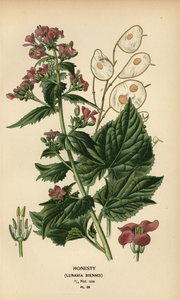 Upřímnost, Lunaria annua. od Désiré Georges Jean Marie Bois