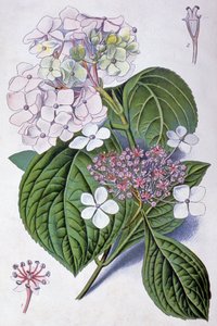 Hortenzie, začátek 20. století (ilustrace) od Désiré Georges Jean Marie Bois