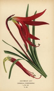 lilie jakubská, Sprekelia formosissima. Chromolitograf z ilustrace Desire Bois z oblíbených květin Edwarda Stepa ze zahrady a skleníku, Frederick Warne, Londýn od Désiré Georges Jean Marie Bois