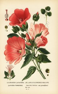 Lavatera trimestris a Malope trifida. od Désiré Georges Jean Marie Bois