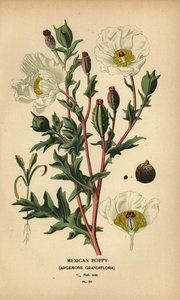 Mexický mák, Argemone grandiflora. od Désiré Georges Jean Marie Bois