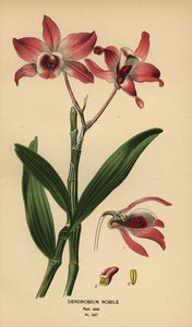 Ušlechtilá orchidej dendrobium, Dendrobium nobile. Chromolitograf z ilustrace Desire Bois z oblíbených květin Edwarda Stepa ze zahrady a skleníku, Frederick Warne, Londýn od Désiré Georges Jean Marie Bois