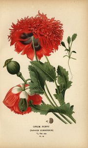 Opiový mák, ospalý mák. od Désiré Georges Jean Marie Bois
