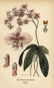 Orchidej Phalaenopsis schilleriana. Chromolitografie z ilustrace B. Herincqa z Oblíbených květin Edwarda Stepa ze zahrady a skleníku, Frederick Warne, Londýn