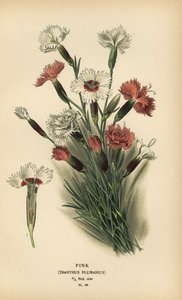 Růžový, Dianthus plumarius. od Désiré Georges Jean Marie Bois