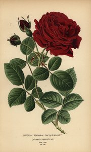 Rose General Jacqueminot, hybrid perpetual. od Désiré Georges Jean Marie Bois