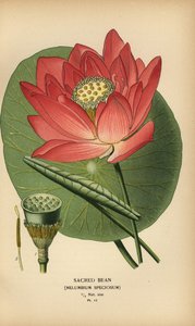 Posvátná fazole nebo indický lotos, Nelumbo nucifera. od Désiré Georges Jean Marie Bois