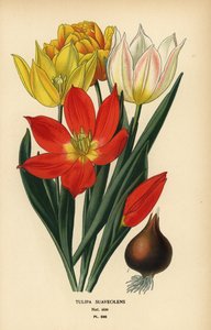 Tulipán Schrenckův, Tulipa suaveolens nebo Tulipa schrenkii. Chromolitograf z ilustrace Desire Bois z oblíbených květin Edwarda Stepa ze zahrady a skleníku, Frederick Warne, Londýn od Désiré Georges Jean Marie Bois