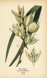 Hedvábná tráva, Yucca filamentosa. Chromolitograf z ilustrace Desire Bois z oblíbených květin Edwarda Stepa ze zahrady a skleníku, Frederick Warne, Londýn od Désiré Georges Jean Marie Bois