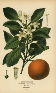 Sladký pomeranč, Citrus x aurantium. od Désiré Georges Jean Marie Bois