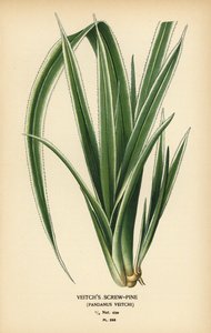 Vražedník tahitský, Pandanus tectorius (borovice Veitchova, Pandanus veitchii). Chromolitograf z ilustrace Desire Bois z oblíbených květin Edwarda Stepa ze zahrady a skleníku, Frederick Warne, Londýn od Désiré Georges Jean Marie Bois