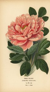 Pivoňka stromová, Paeonia moutan. od Désiré Georges Jean Marie Bois