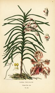 Vanda trikolorní orchidej. Chromolitograf z ilustrace B. Herincqa z Oblíbených květin Edwarda Stepa ze zahrady a skleníku, Frederick Warne, Londýn od Désiré Georges Jean Marie Bois