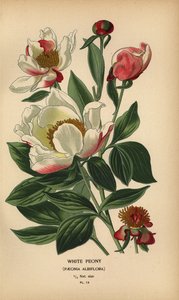 Pivoňka bílá, Paeonia lactiflora. od Désiré Georges Jean Marie Bois