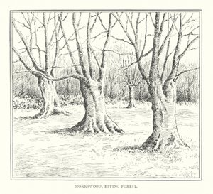 Monkswood, Epping Forest (litografie)