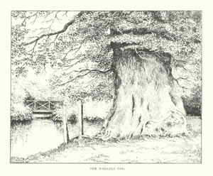 The Walkern Oak (litografie) od Duncan Moul