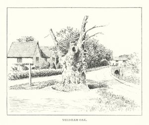 Yeldham Oak (litografie) od Duncan Moul