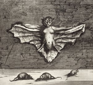 Netopýr známý jako létající kočka, z Číny Ilustroval Athanasius Kircher (1601-80) 1667 od Dutch School