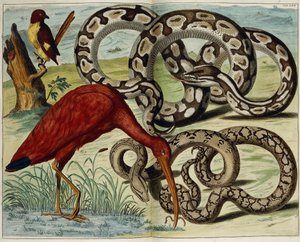 Ptáci a hadi, deska 62, z „Nejpřesnějšího popisu přírodních pokladů“, 1734-1765 od Dutch School