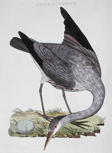 Heron, vydané v Amsterdamu od Dutch School