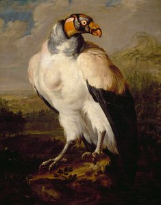 King Vulture, obraz holandského neznámého umělce, Nizozemsko od Dutch School